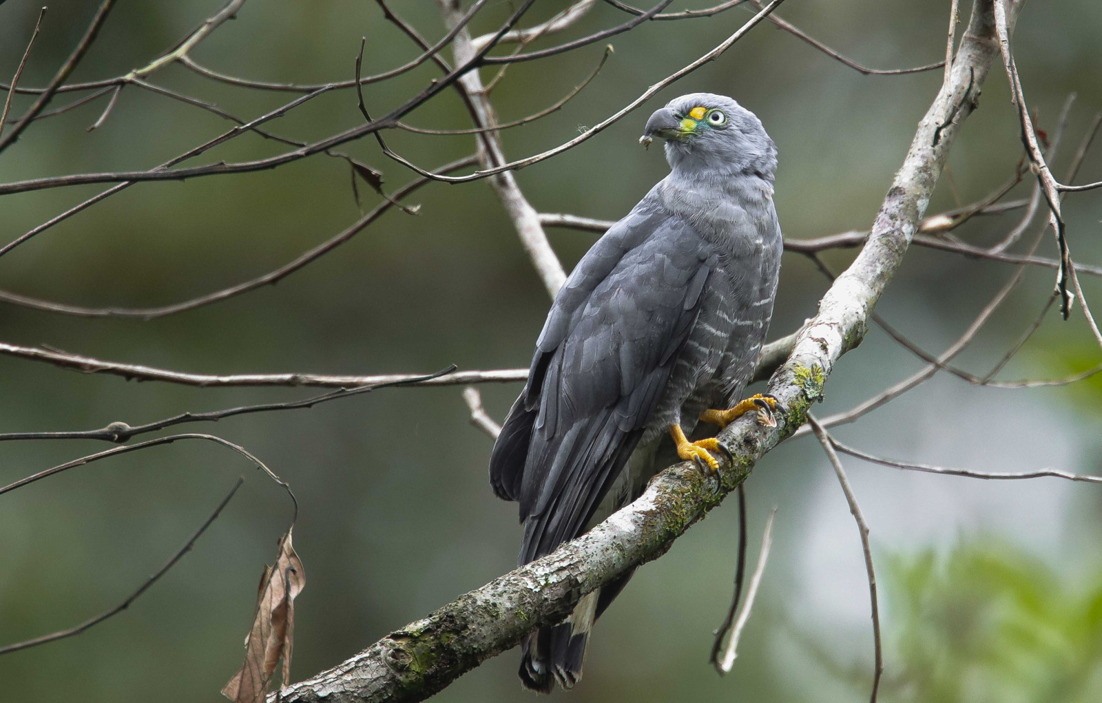image Hook-billed Kite